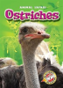 Book cover for "Ostriches".