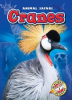 Book cover for "Cranes".
